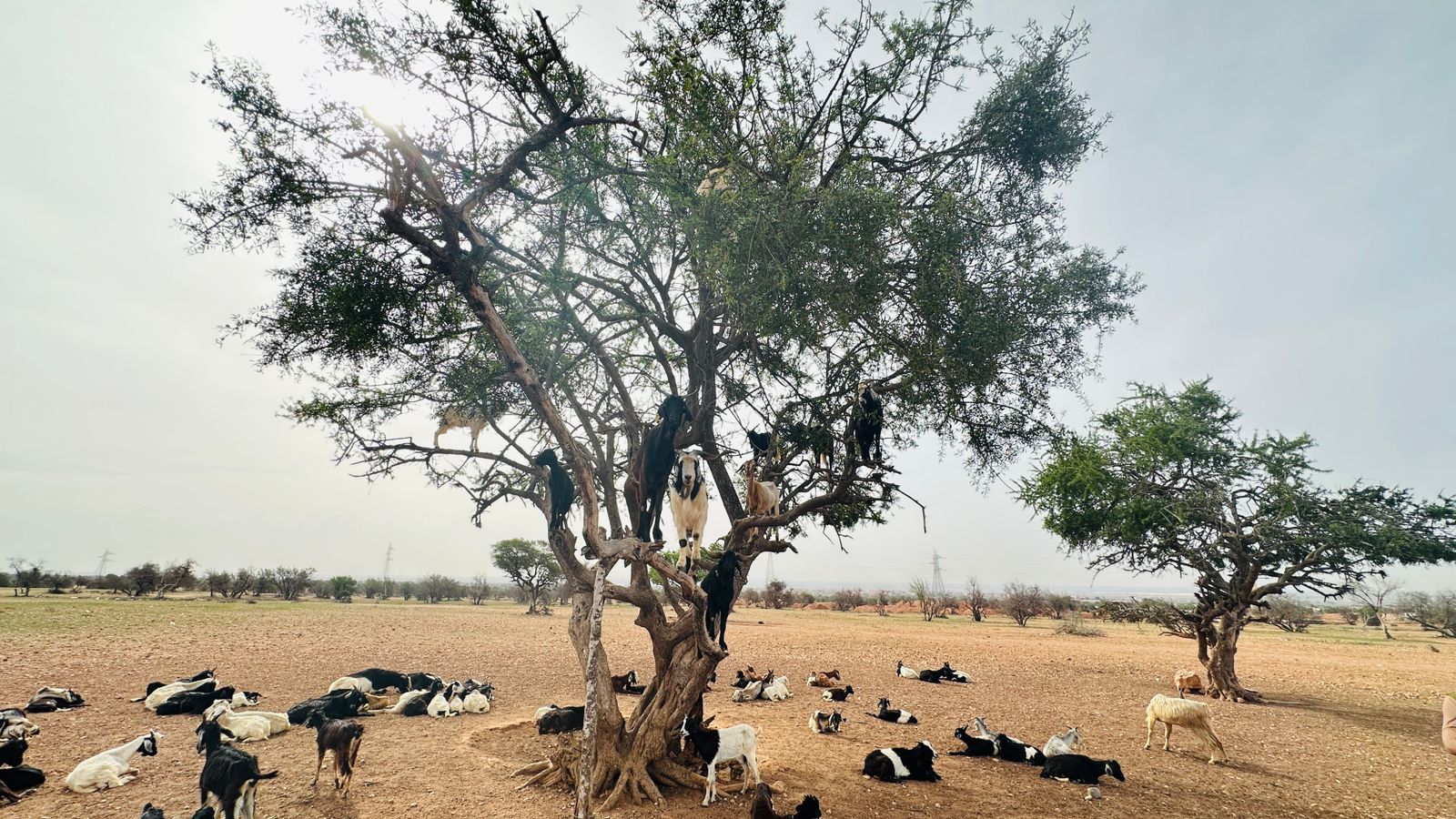 Essaouira fishing port with colorful boats